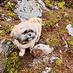 Rose's Heart *