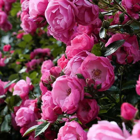 Rose's Heart *