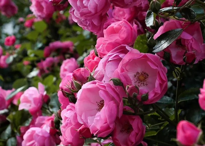 Rose's Heart *